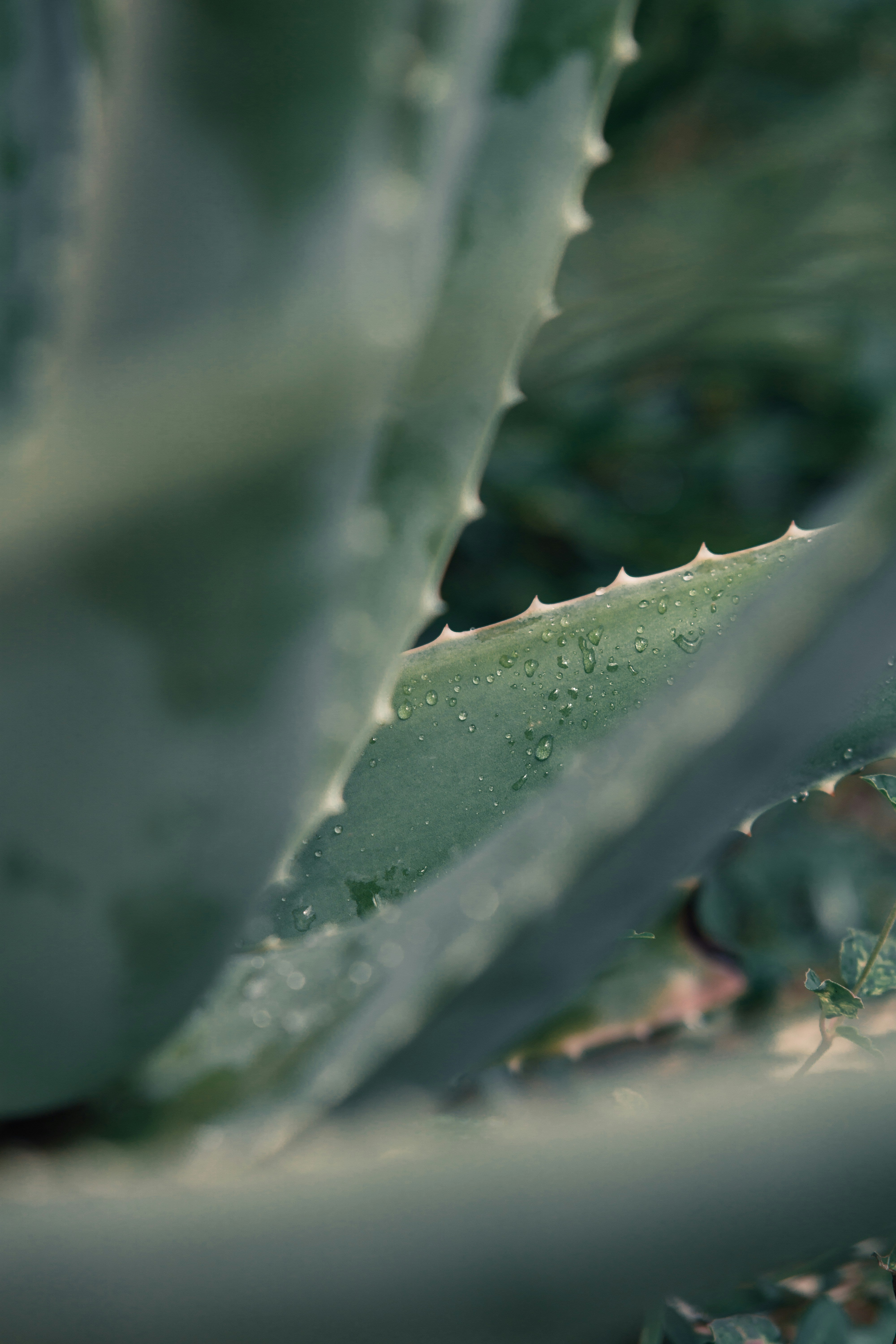 Pourquoi l’aloe vera est un allié des soins naturels anti-âge ?