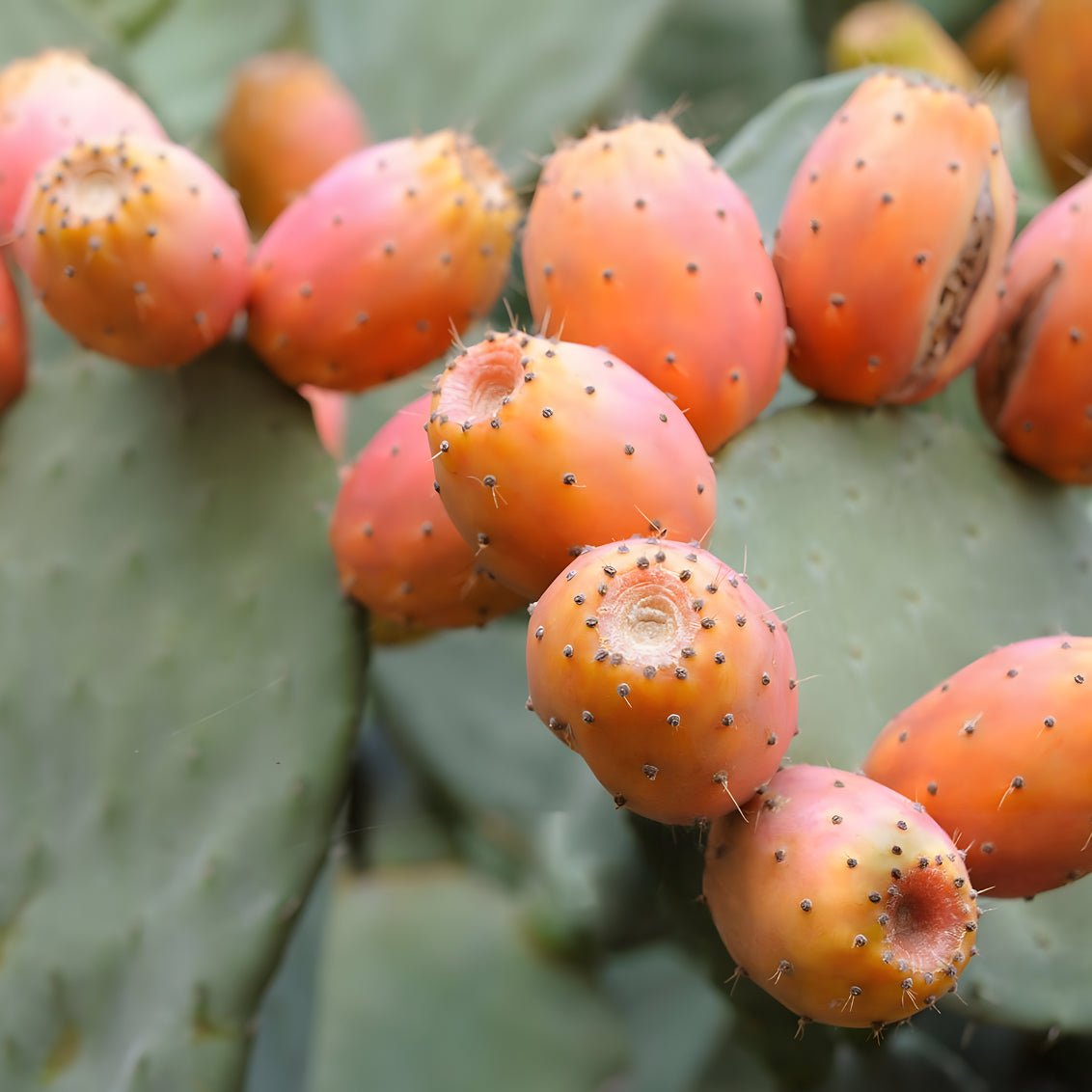 Figue de barbarie : pourquoi est-elle si prisée en cosmétique anti-âge ? - Nopal Life