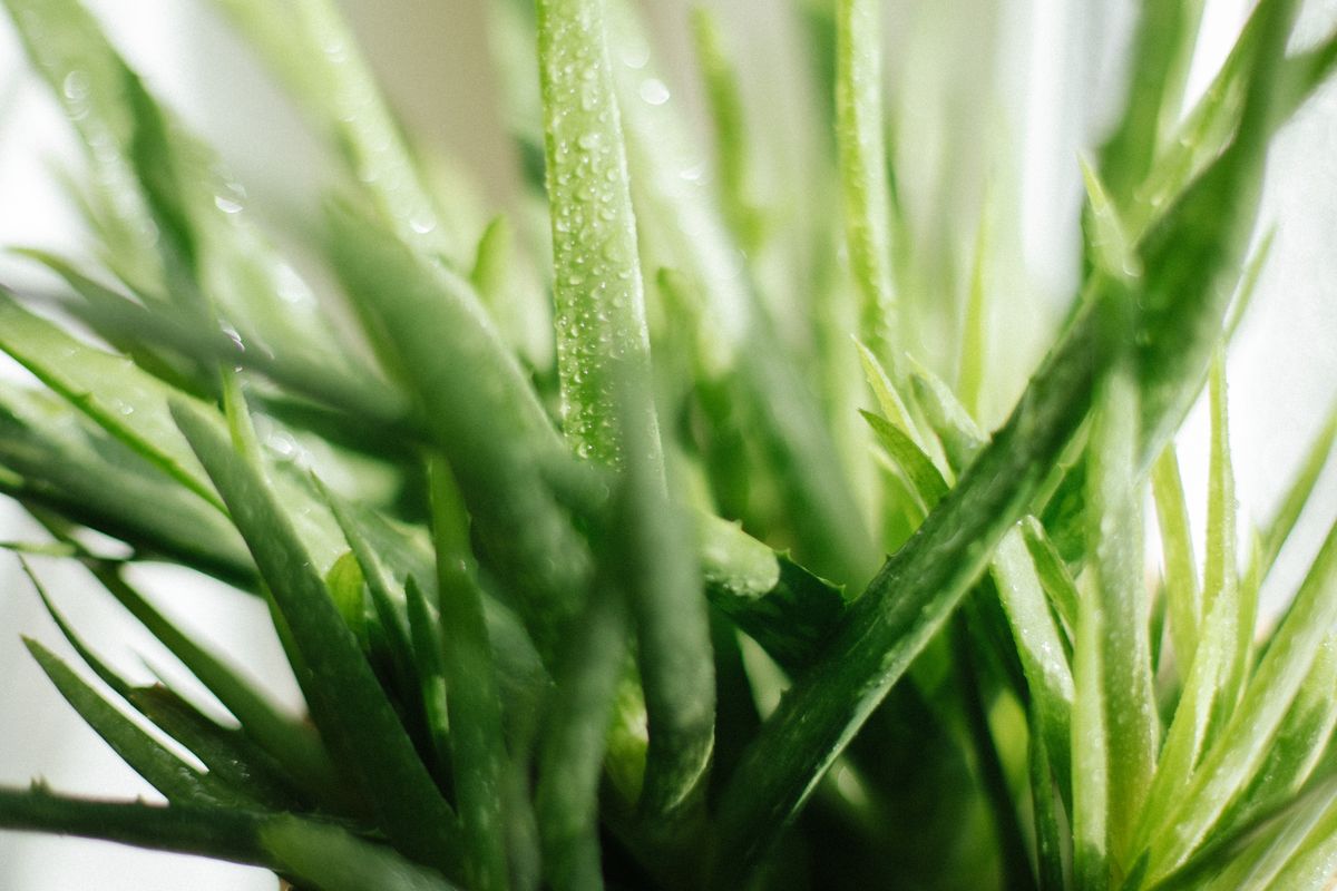 Double nettoyage : guide P1 pour peau sèche / mature et éclat, confort