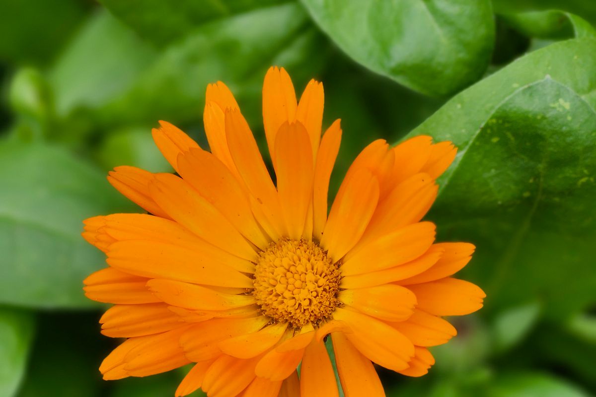 Calendula