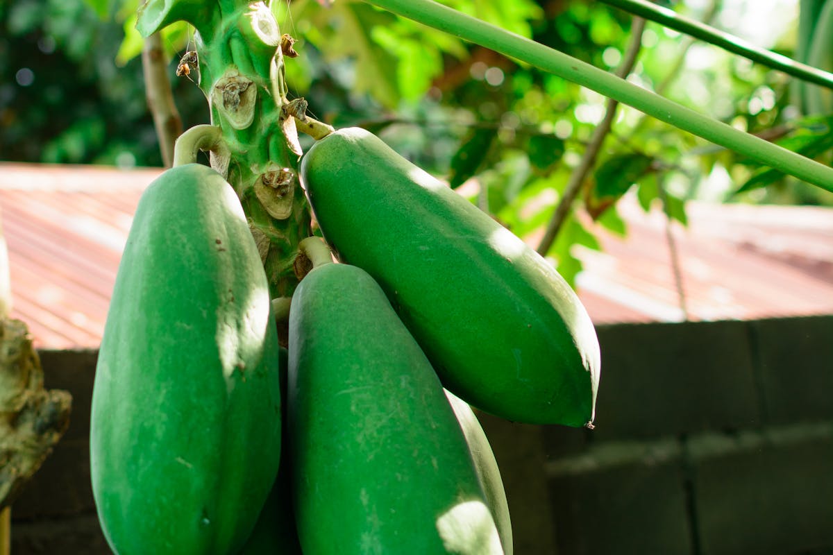 Papaye enzymatique : guide complet Nopal Life