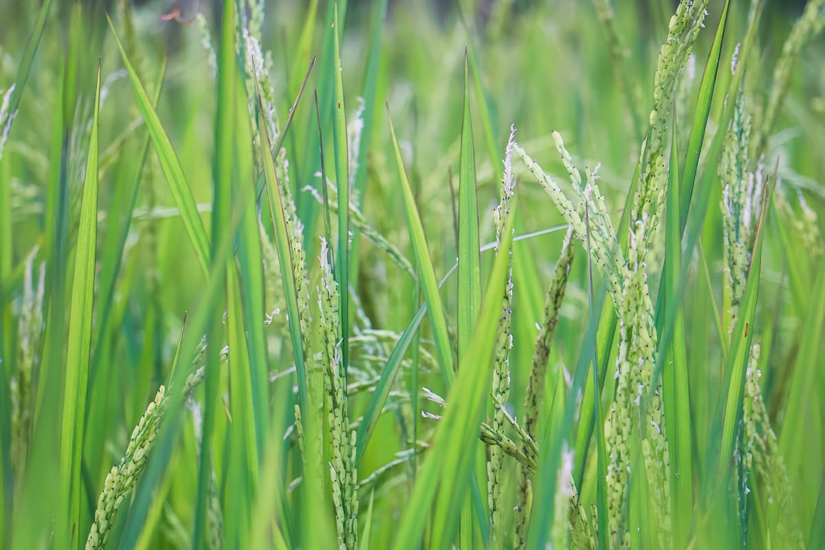 Poudre de riz