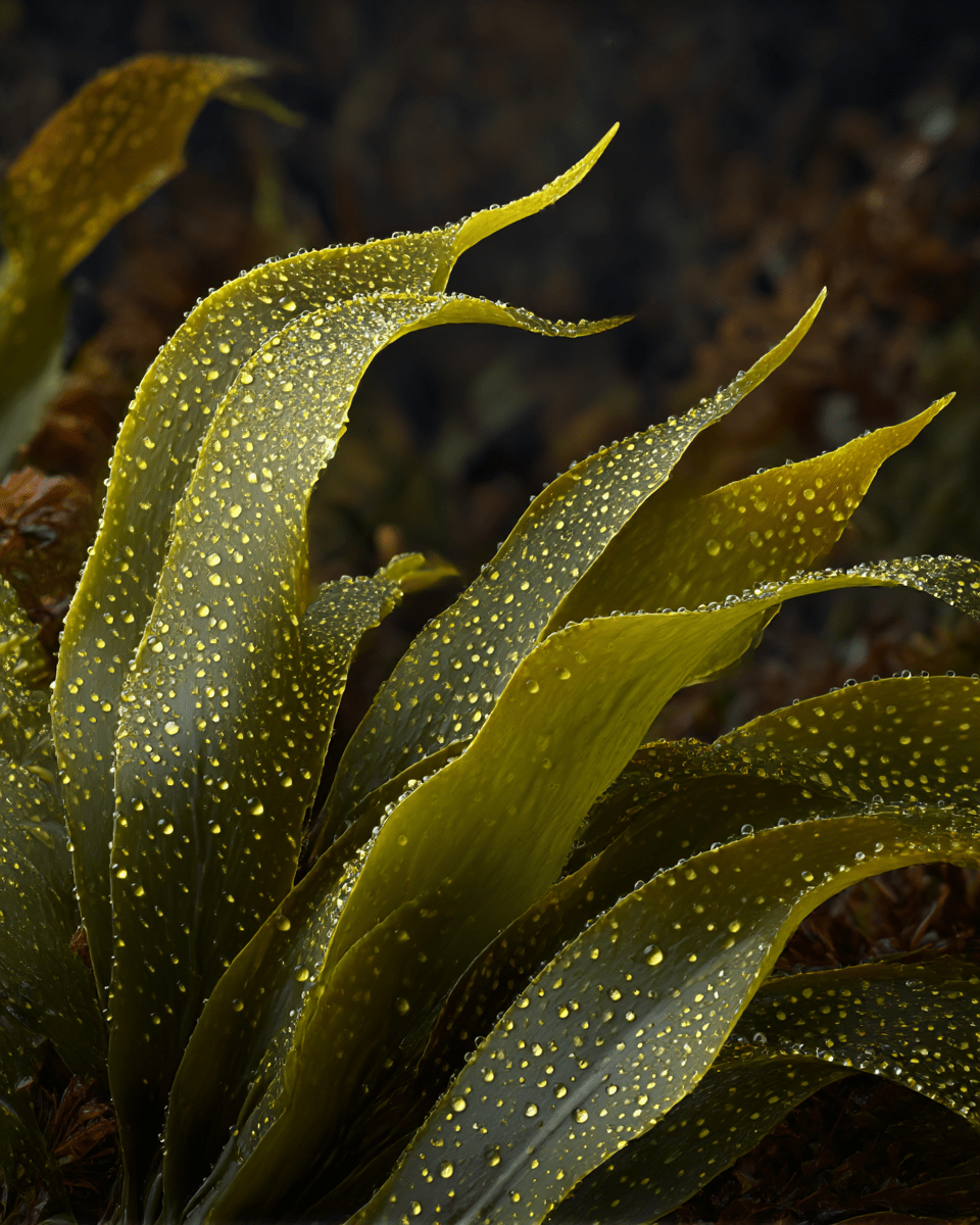 Sérums 2026 : PDRN, exosomes et microbiome, la vague bio-régénérative - Nopal Life
