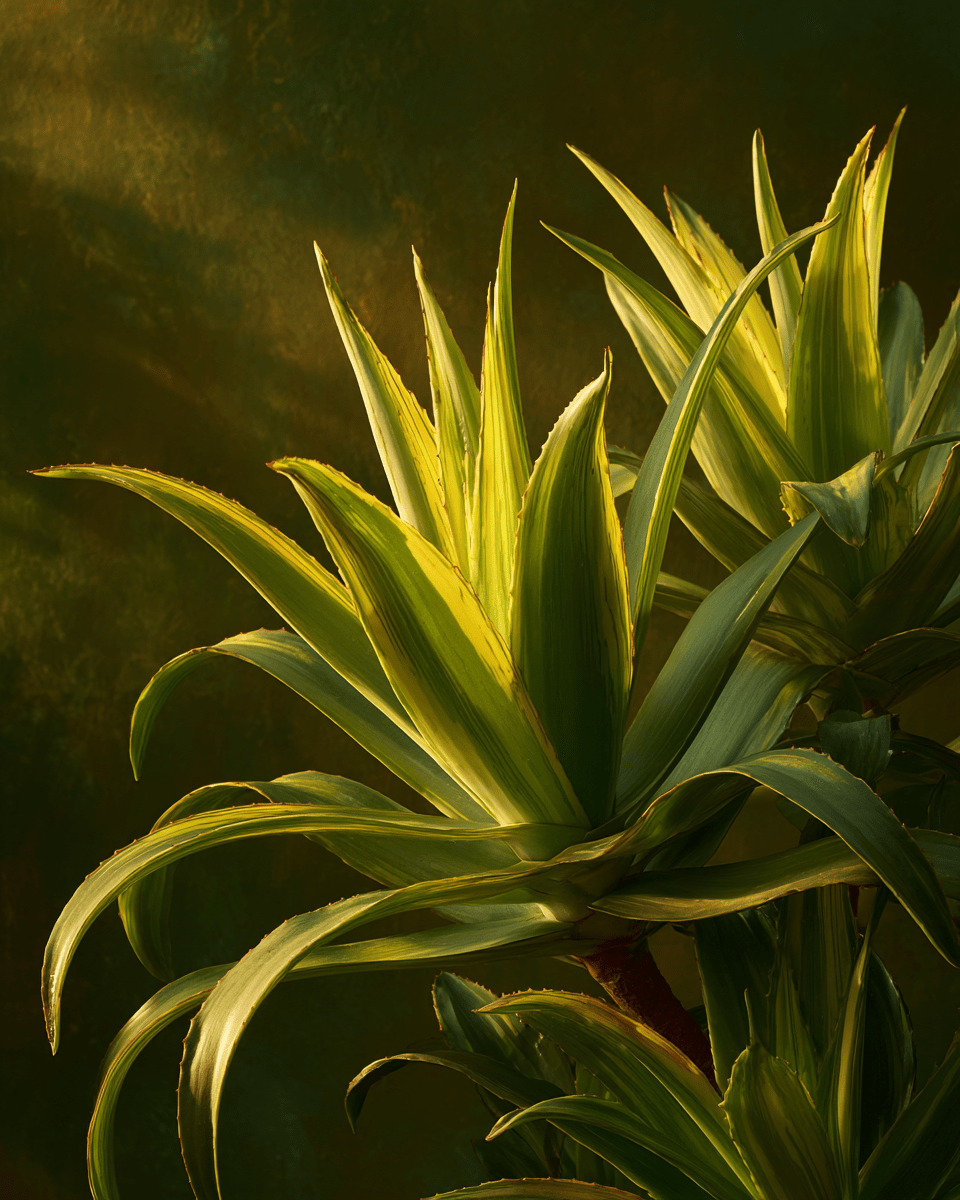 Aloe vera : bienfaits skincare naturels et routine P1 - Nopal Life