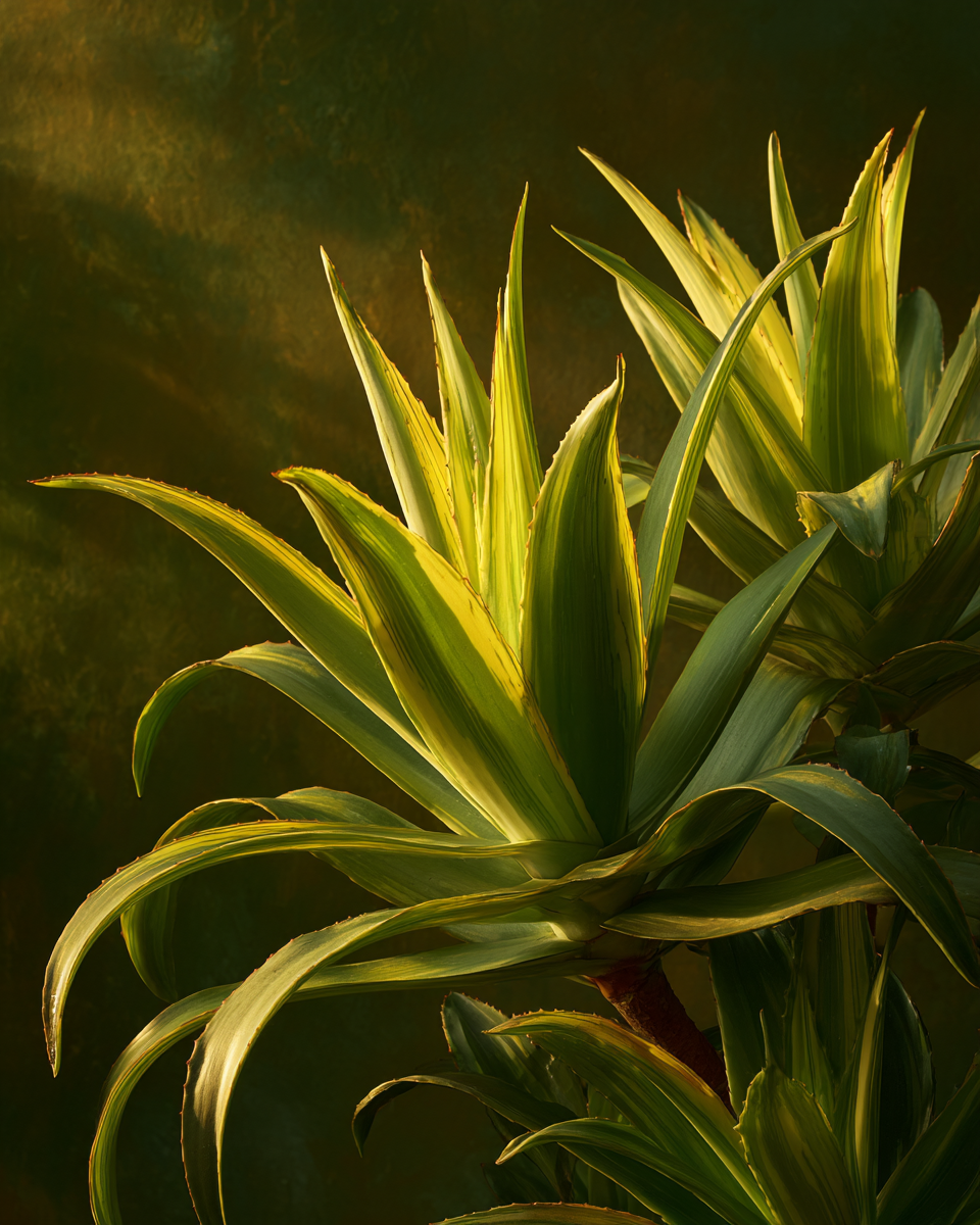 Aloe vera — illustration de l'article « Squalane ou aloe vera : lequel pour votre peau ? » | NOPAL LIFE