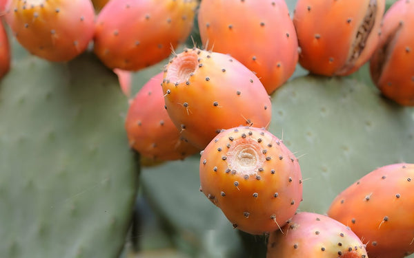 Figue de barbarie : pourquoi est-elle si prisée en cosmétique anti-âge ? - Nopal Life
