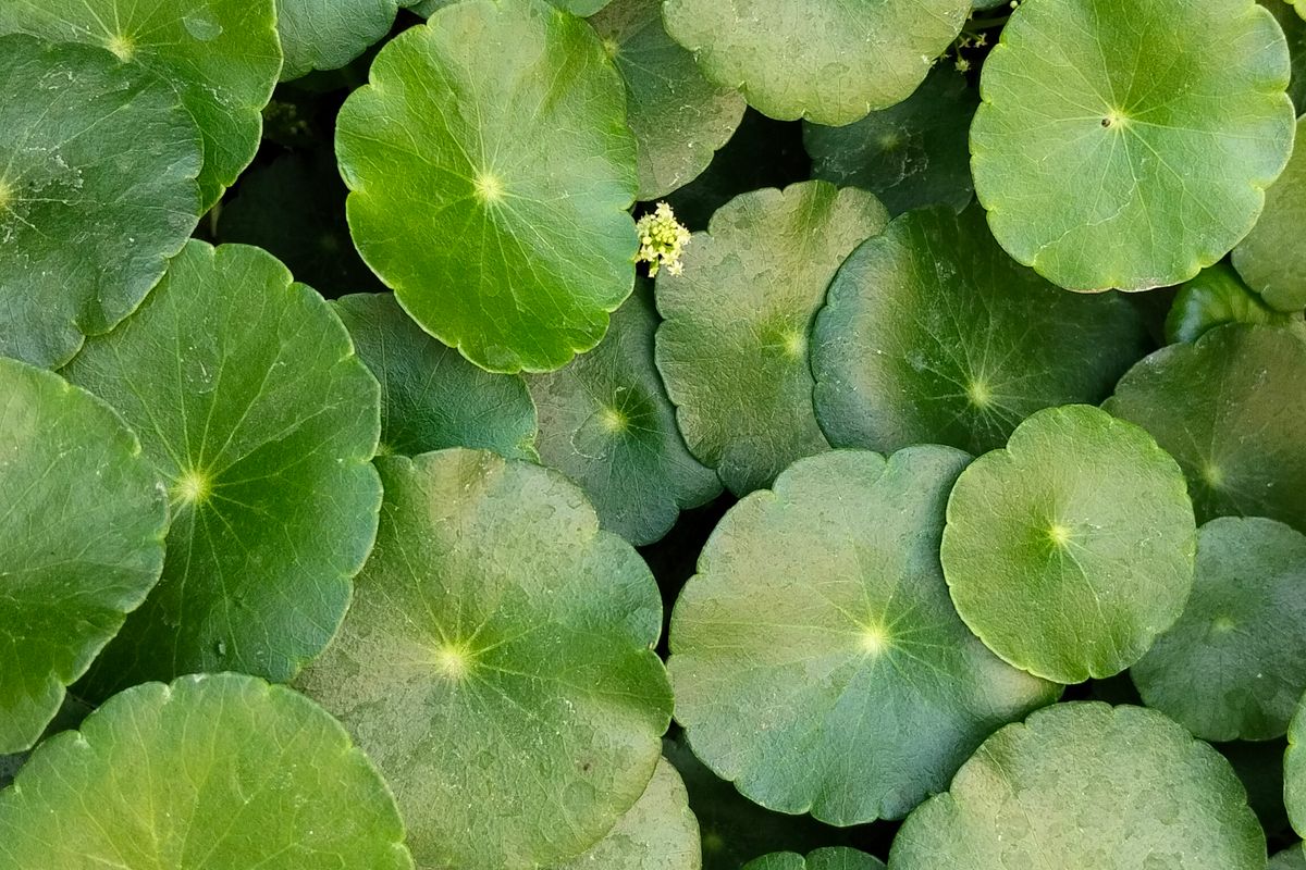 Centella asiatica