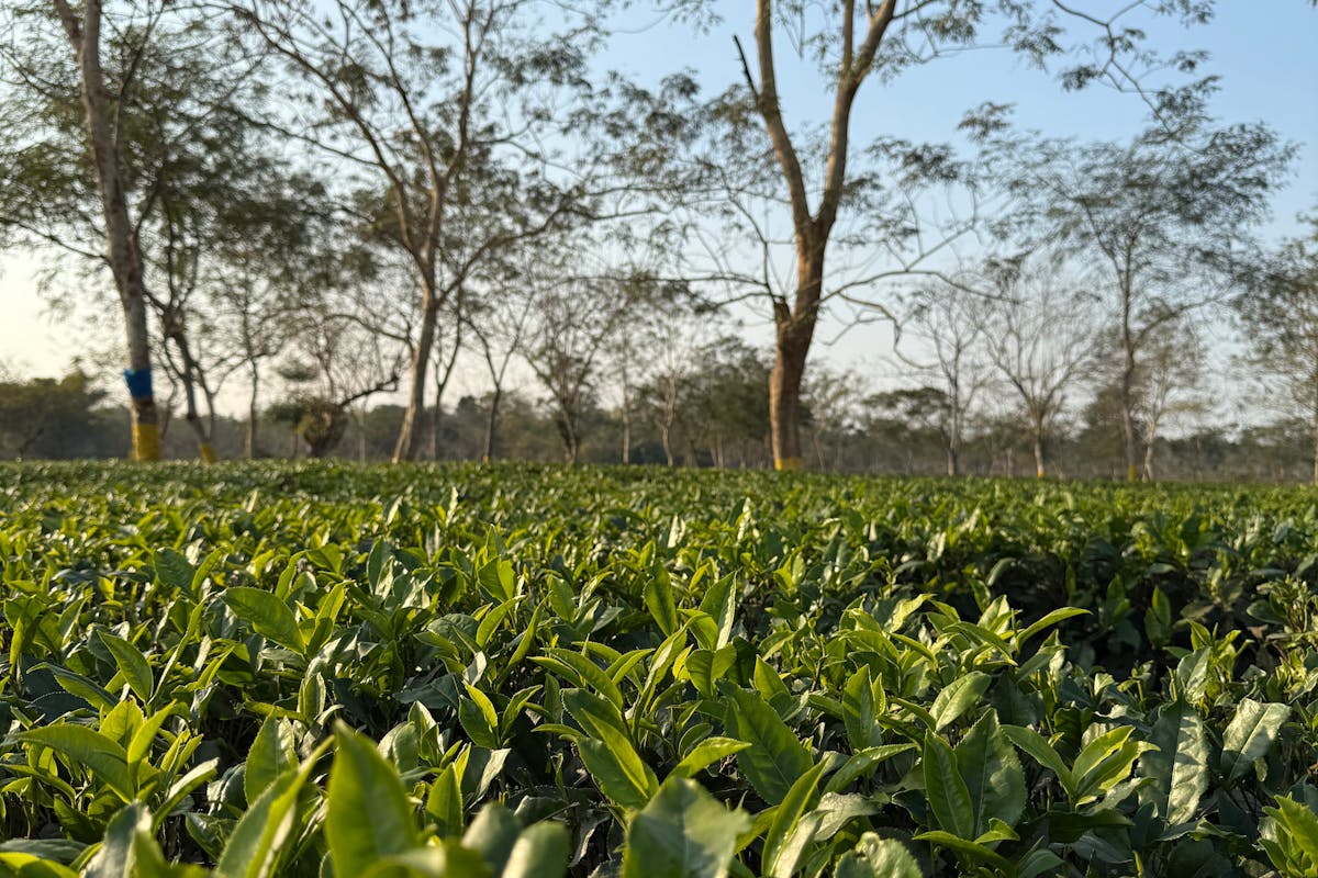 Tea tree