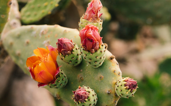 La figue de barbarie : l'or vert du désert aux vertus anti-âge exceptionnelles - Nopal Life