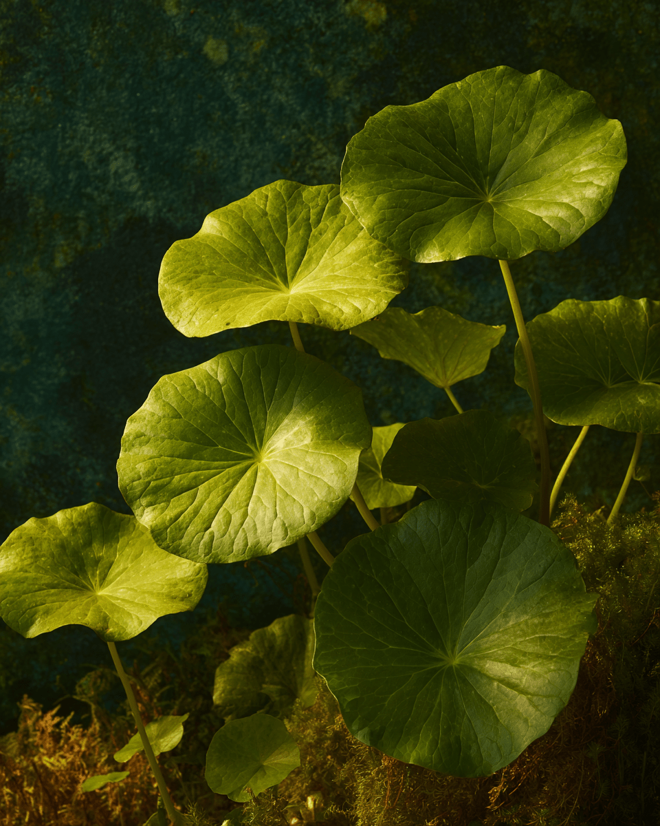 Peau sensible face au froid et aux changements de température - Nopal Life