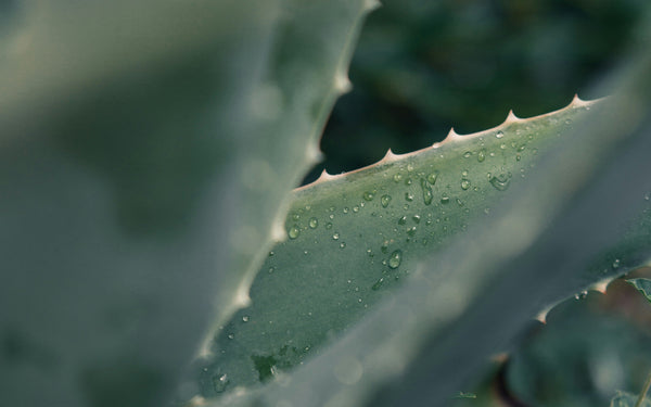 Pourquoi l’aloe vera est un allié des soins naturels anti-âge ? - Nopal Life