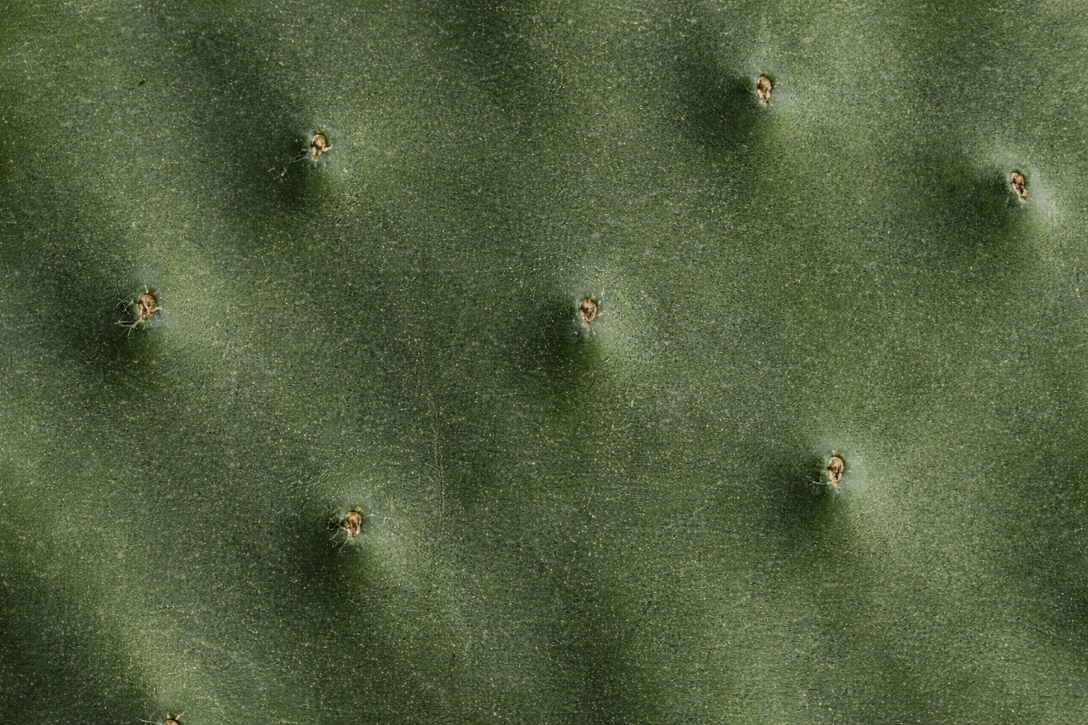 Feuille cactus